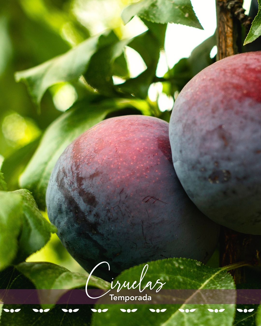 La temporada de ciruelas ya está aquí.
Una fruta que destaca por su diversidad de colores, tamaños y sabor, cultivada con cuidado para expresar lo mejor de su origen.
En C&L Fruit, trabajamos cada ciruela con foco en la calidad y la frescura, para llevar al mundo una experiencia auténtica desde el huerto.
Plum season is here.
A fruit that stands out for its diversity of colors, sizes, and flavor, carefully grown to express the best of its origin.
At C&L Fruit, we care for every plum with a focus on quality and freshness, delivering an authentic orchard-to-world experience.
#cylfruit #feelthefreshness #plums #seasonfruit