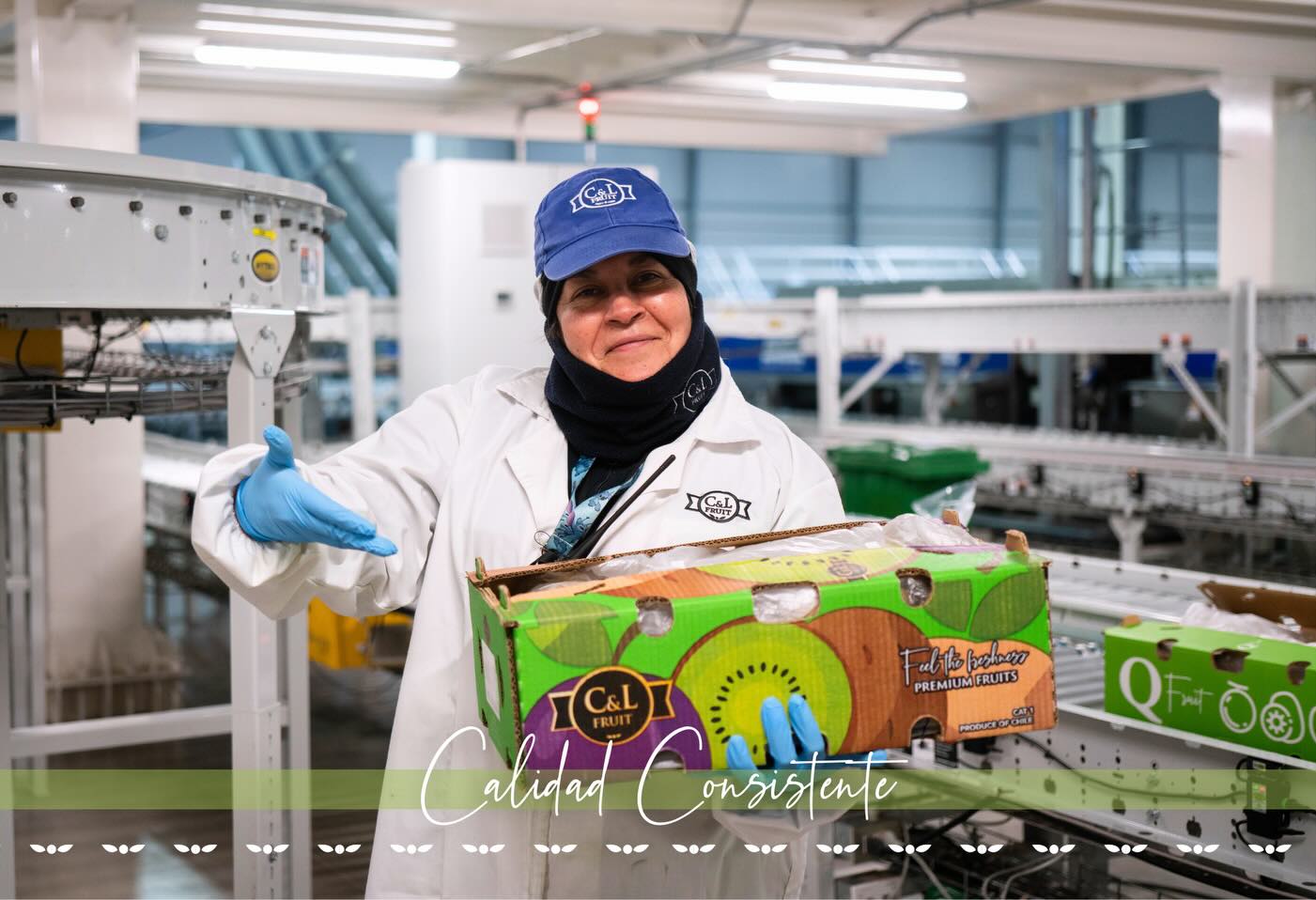 La temporada de kiwi en C&L Fruit avanza con un firme compromiso con la calidad y la inocuidad. Cada etapa del proceso, desde la recolección en el huerto hasta el empaque y envío, se realiza bajo altos estándares para asegurar fruta confiable, consistente y segura.
The kiwi season at C&L Fruit moves forward with a strong commitment to quality and food safety. Every stage of the process, from harvesting in the orchard to packing and shipping, is carried out under high standards to ensure fruit that is reliable, consistent, and safe.
#cylfruit #InocuidadAlimentaria #AgroExportacion #KiwiSeason
