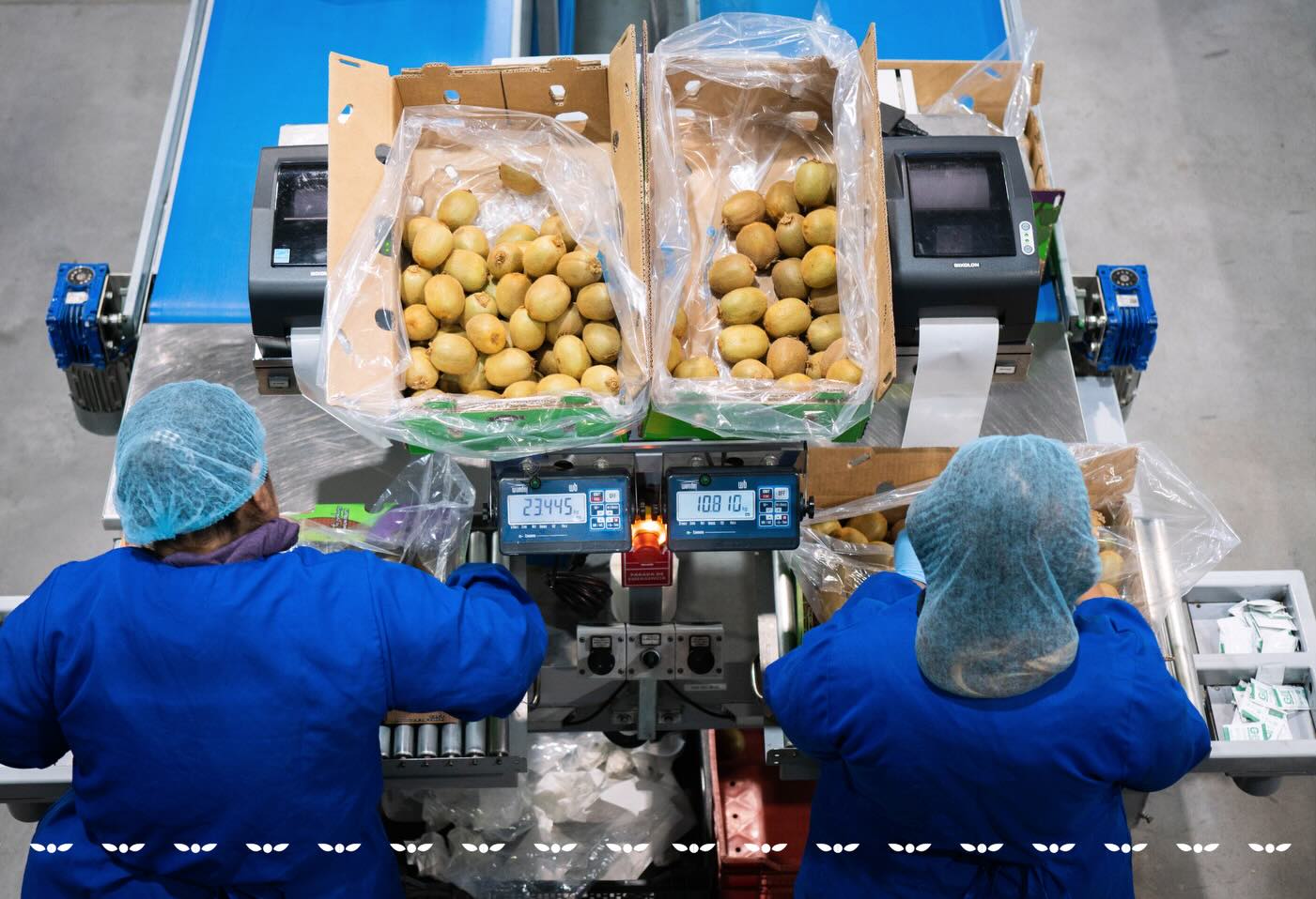La temporada de kiwi en C&L Fruit avanza con un firme compromiso con la calidad y la inocuidad. Cada etapa del proceso, desde la recolección en el huerto hasta el empaque y envío, se realiza bajo altos estándares para asegurar fruta confiable, consistente y segura.
The kiwi season at C&L Fruit moves forward with a strong commitment to quality and food safety. Every stage of the process, from harvesting in the orchard to packing and shipping, is carried out under high standards to ensure fruit that is reliable, consistent, and safe.
#cylfruit #InocuidadAlimentaria #AgroExportacion #KiwiSeason