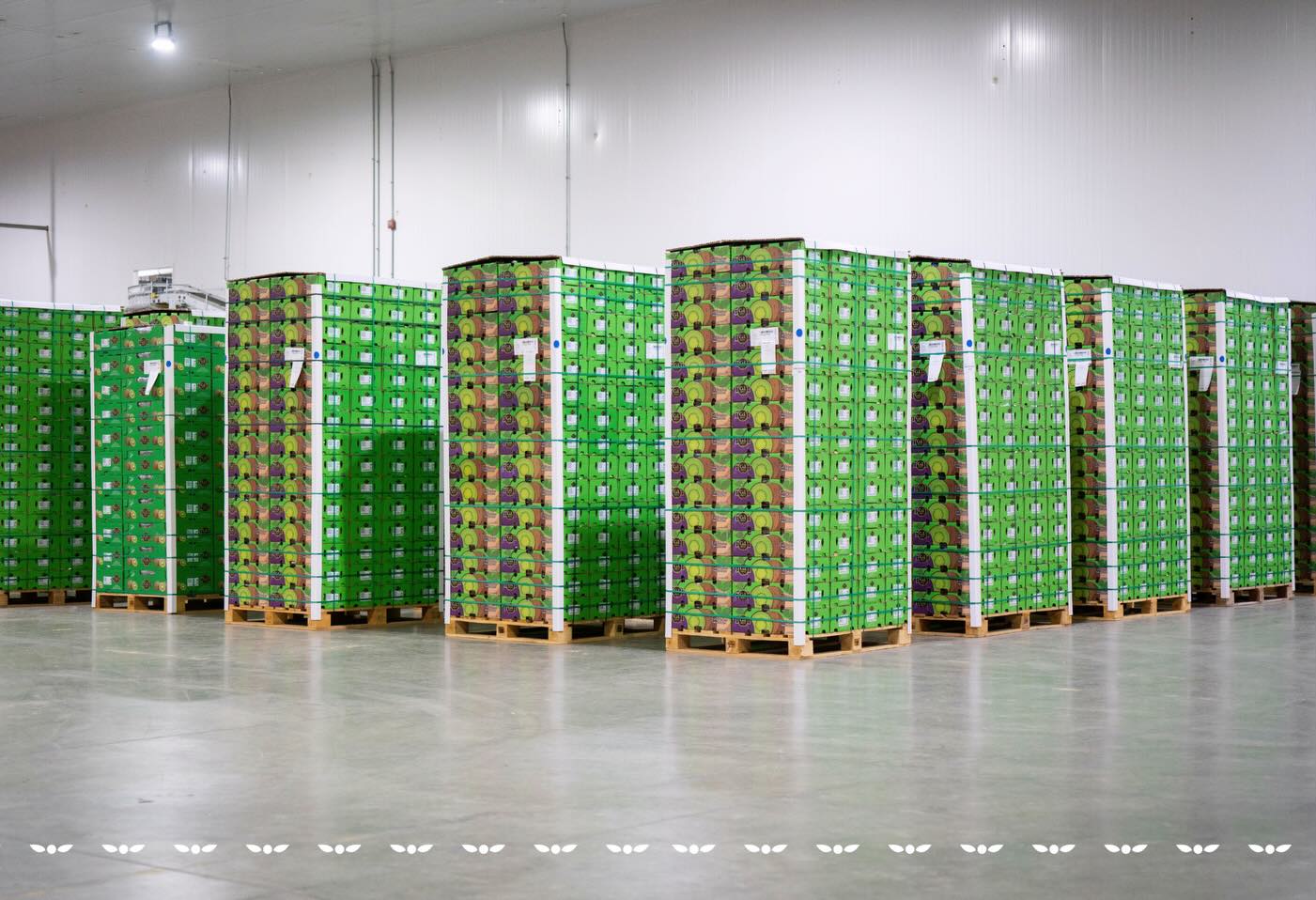 La temporada de kiwi en C&L Fruit avanza con un firme compromiso con la calidad y la inocuidad. Cada etapa del proceso, desde la recolección en el huerto hasta el empaque y envío, se realiza bajo altos estándares para asegurar fruta confiable, consistente y segura.
The kiwi season at C&L Fruit moves forward with a strong commitment to quality and food safety. Every stage of the process, from harvesting in the orchard to packing and shipping, is carried out under high standards to ensure fruit that is reliable, consistent, and safe.
#cylfruit #InocuidadAlimentaria #AgroExportacion #KiwiSeason