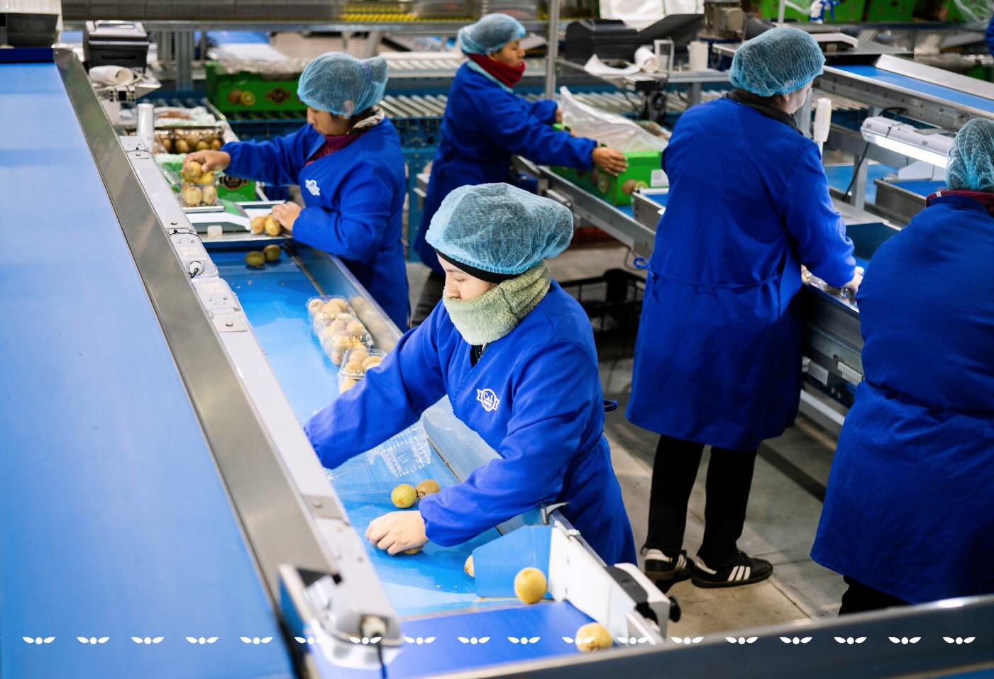 La temporada de kiwi en C&L Fruit avanza con un firme compromiso con la calidad y la inocuidad. Cada etapa del proceso, desde la recolección en el huerto hasta el empaque y envío, se realiza bajo altos estándares para asegurar fruta confiable, consistente y segura.
The kiwi season at C&L Fruit moves forward with a strong commitment to quality and food safety. Every stage of the process, from harvesting in the orchard to packing and shipping, is carried out under high standards to ensure fruit that is reliable, consistent, and safe.
#cylfruit #InocuidadAlimentaria #AgroExportacion #KiwiSeason