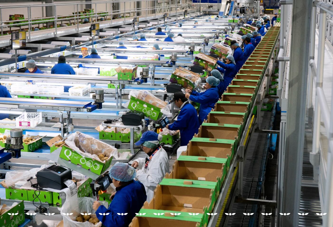 La temporada de kiwi en C&L Fruit avanza con un firme compromiso con la calidad y la inocuidad. Cada etapa del proceso, desde la recolección en el huerto hasta el empaque y envío, se realiza bajo altos estándares para asegurar fruta confiable, consistente y segura.
The kiwi season at C&L Fruit moves forward with a strong commitment to quality and food safety. Every stage of the process, from harvesting in the orchard to packing and shipping, is carried out under high standards to ensure fruit that is reliable, consistent, and safe.
#cylfruit #InocuidadAlimentaria #AgroExportacion #KiwiSeason