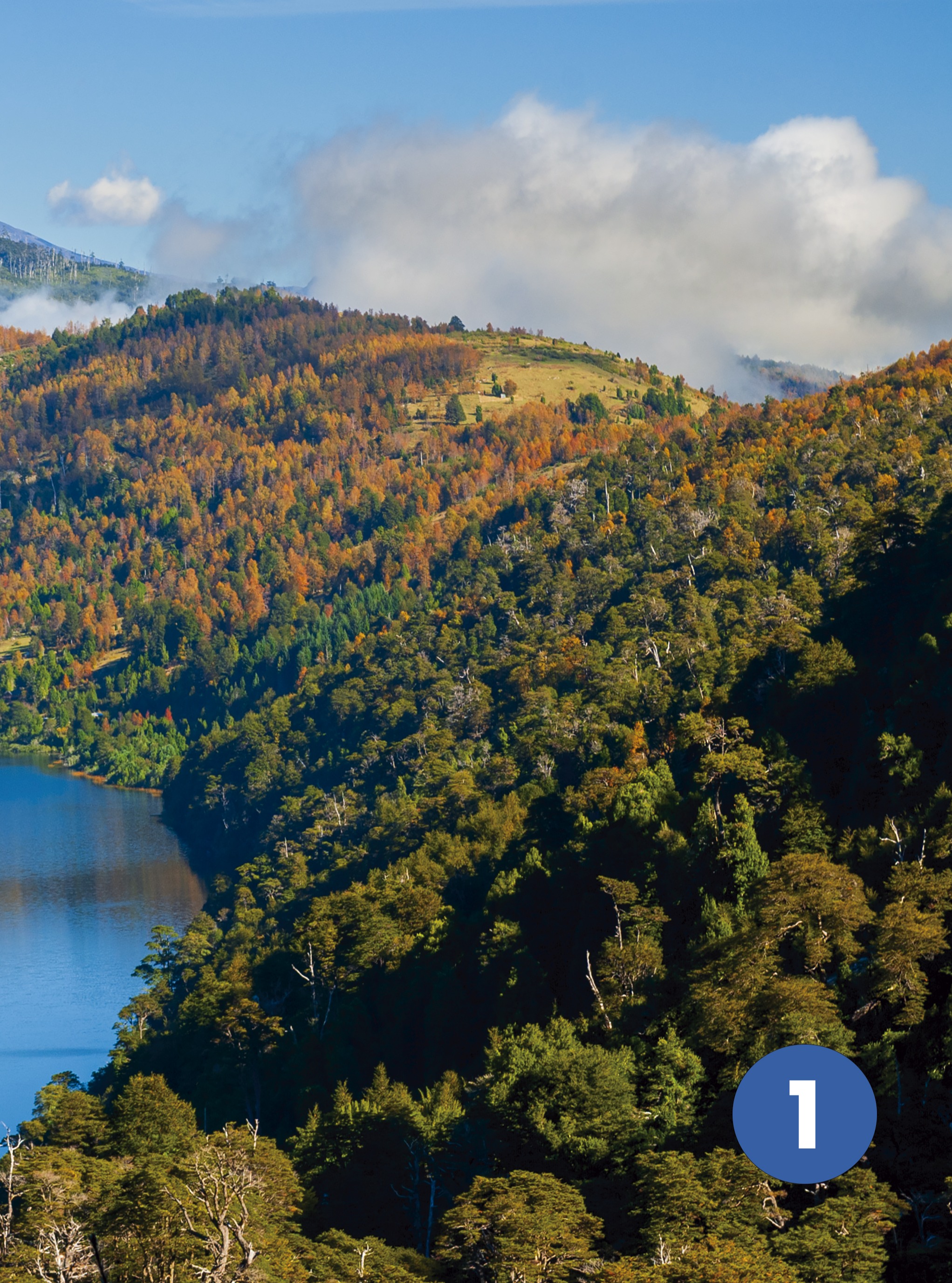 Estoy preparando el Calendario Chile 2027 y pensé... ¿cuál de estas 3 fotografías seleccionarías para la Portada?
N°1 ✅¿una otoñal, con el volcán Villarrica de fondo?
N°2 ✅¿una de volcanes y la laguna Verde en las frías alturas del Altiplano de Copiapó?
N°3 ✅¿o quizás, las icónicas Torres del Paine reflejadas en la laguna Amarga?
Te invito a comentar tu número favorito!