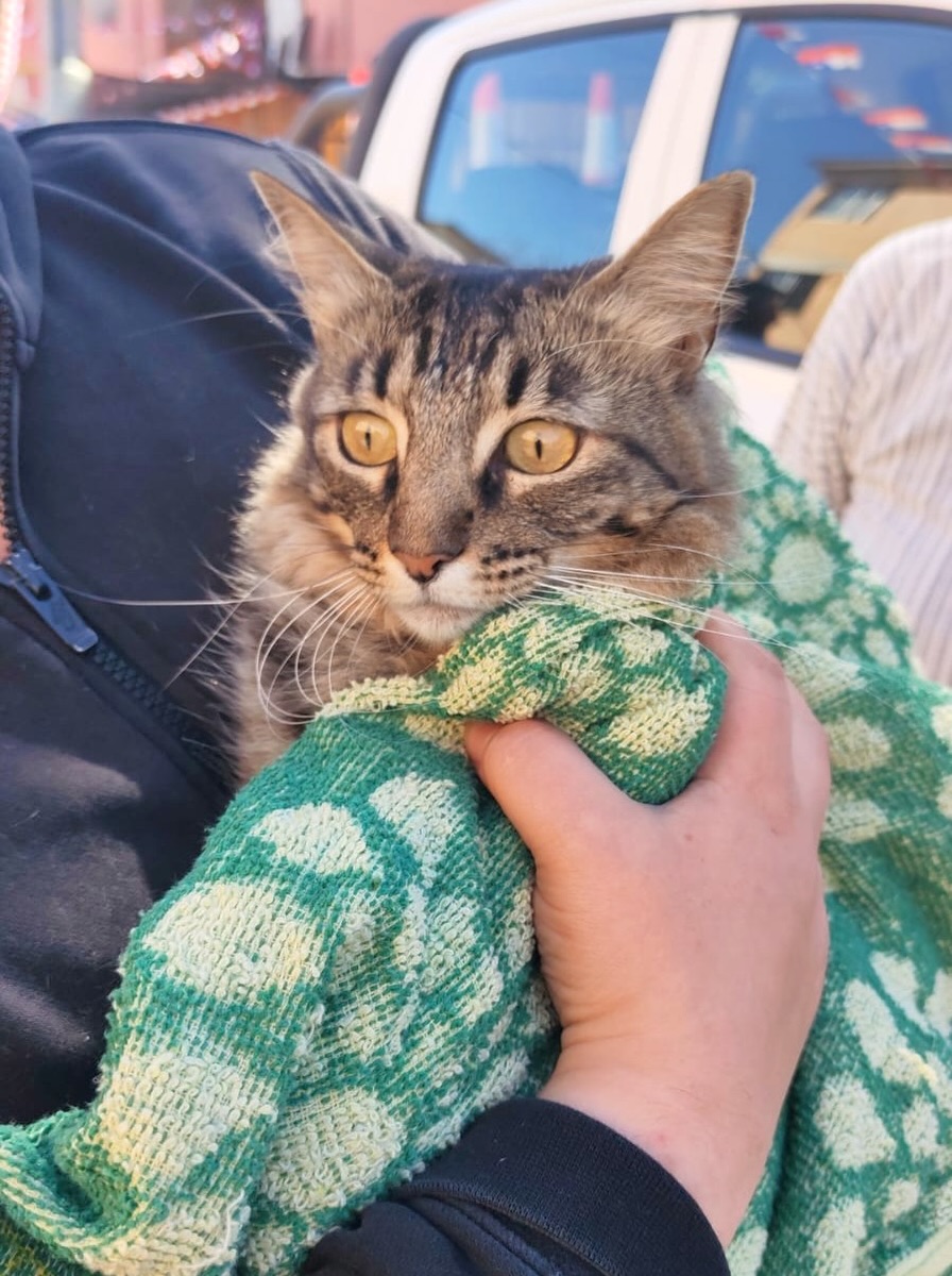 🟢¡𝐄𝐧𝐭𝐫𝐞 𝐭𝐨𝐝𝐚𝐬 𝐲 𝐭𝐨𝐝𝐨𝐬 𝐜𝐮𝐢𝐝𝐚𝐦𝐨𝐬 𝐄𝐥 𝐁𝐨𝐬𝐪𝐮𝐞!💚🚐🐾 🧹🧼 🍂 ✂️🌳𝐎𝐩𝐞𝐫𝐚𝐭𝐢𝐯𝐨 𝐝𝐞 𝐥𝐢𝐦𝐩𝐢𝐞𝐳𝐚 𝐞𝐧 𝐭𝐮 𝐛𝐚𝐫𝐫𝐢𝐨 Visitamos el condominio Nueva Horizonte con nuestro operativo en terreno 𝐄𝐧𝐭𝐫𝐞 𝐭𝐨𝐝𝐚𝐬 𝐲 𝐭𝐨𝐝𝐨𝐬 𝐜𝐮𝐢𝐝𝐚𝐦𝐨𝐬 𝐄𝐥 𝐁𝐨𝐬𝐪𝐮𝐞, donde equipos de la Dirección de Medio Ambiente y vecinos, desarrollaron labores de reciclaje, limpieza, podas de árboles, desratización y retiro de voluminosos; además de los servicios del Móvil Veterinario. 🐶🐾🐱. #ElBosqueMunicipioCiudadano
